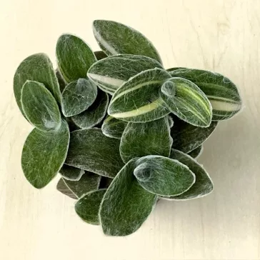 Tradescantia sillamontana 'Variegata'