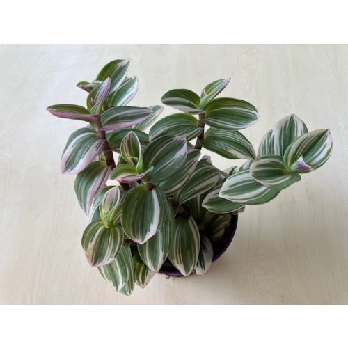 Tradescantia albiflora 'Unicorn'