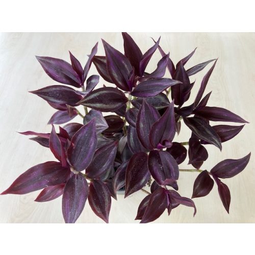 Zebrapletyka - Tradescantia zebrina több változata