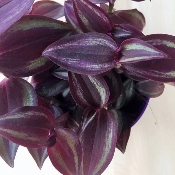 Tradescantia zebrina 'Purpusii'