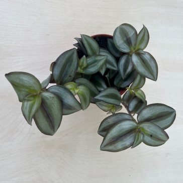 Tradescantia zebrina 'Silver'