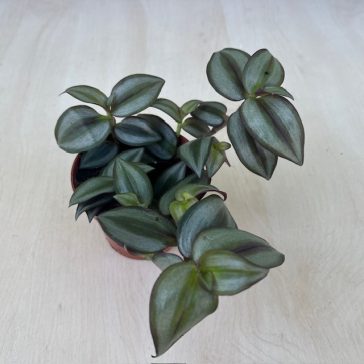 Tradescantia zebrina 'Silver'