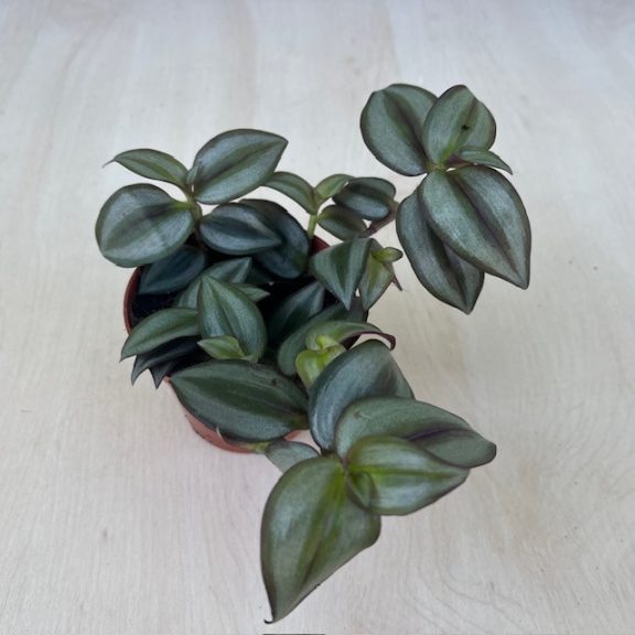 Tradescantia zebrina 'Silver'