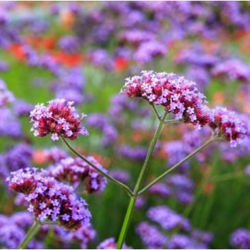 Verbena bonariensis