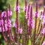 Verbena hastata ‘Pink Spires’