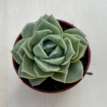 xGraptoveria 'Lovely Rose'