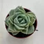 xGraptoveria 'Lovely Rose'