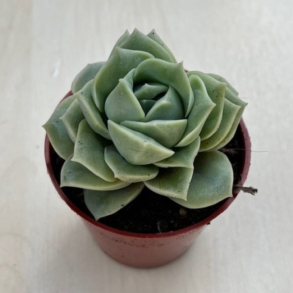 xGraptoveria 'Lovely Rose'