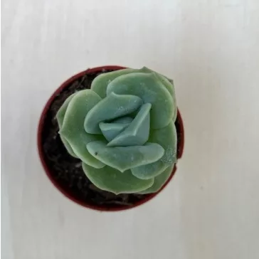 xGraptoveria 'Lovely Rose'