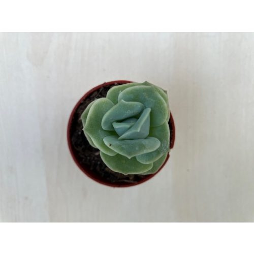 xGraptoveria 'Lovely Rose'