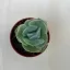 xGraptoveria 'Lovely Rose'