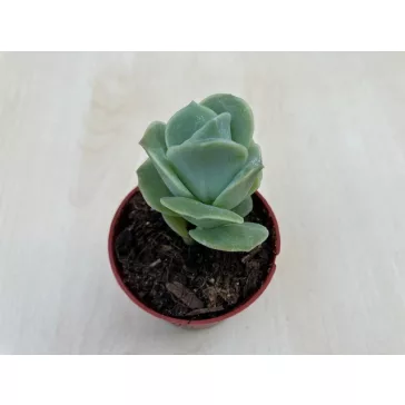 xGraptoveria 'Lovely Rose'