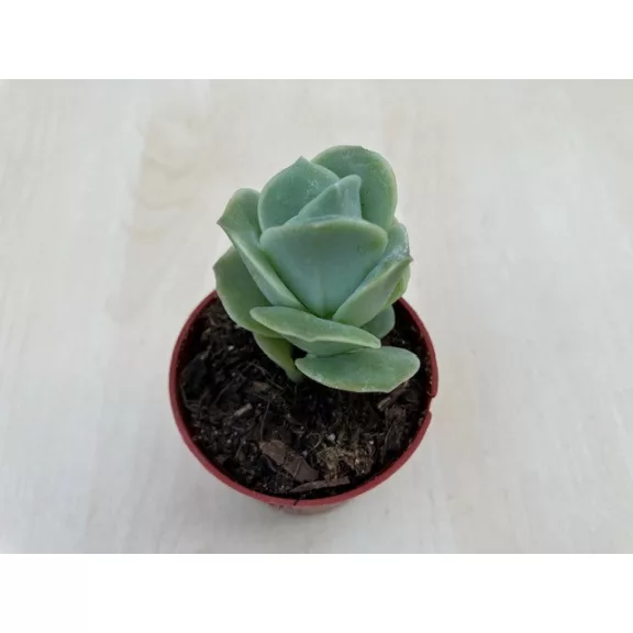xGraptoveria 'Lovely Rose'